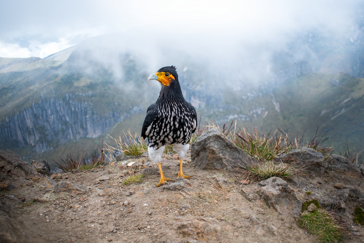 Carunculated Caracara - ML616324242