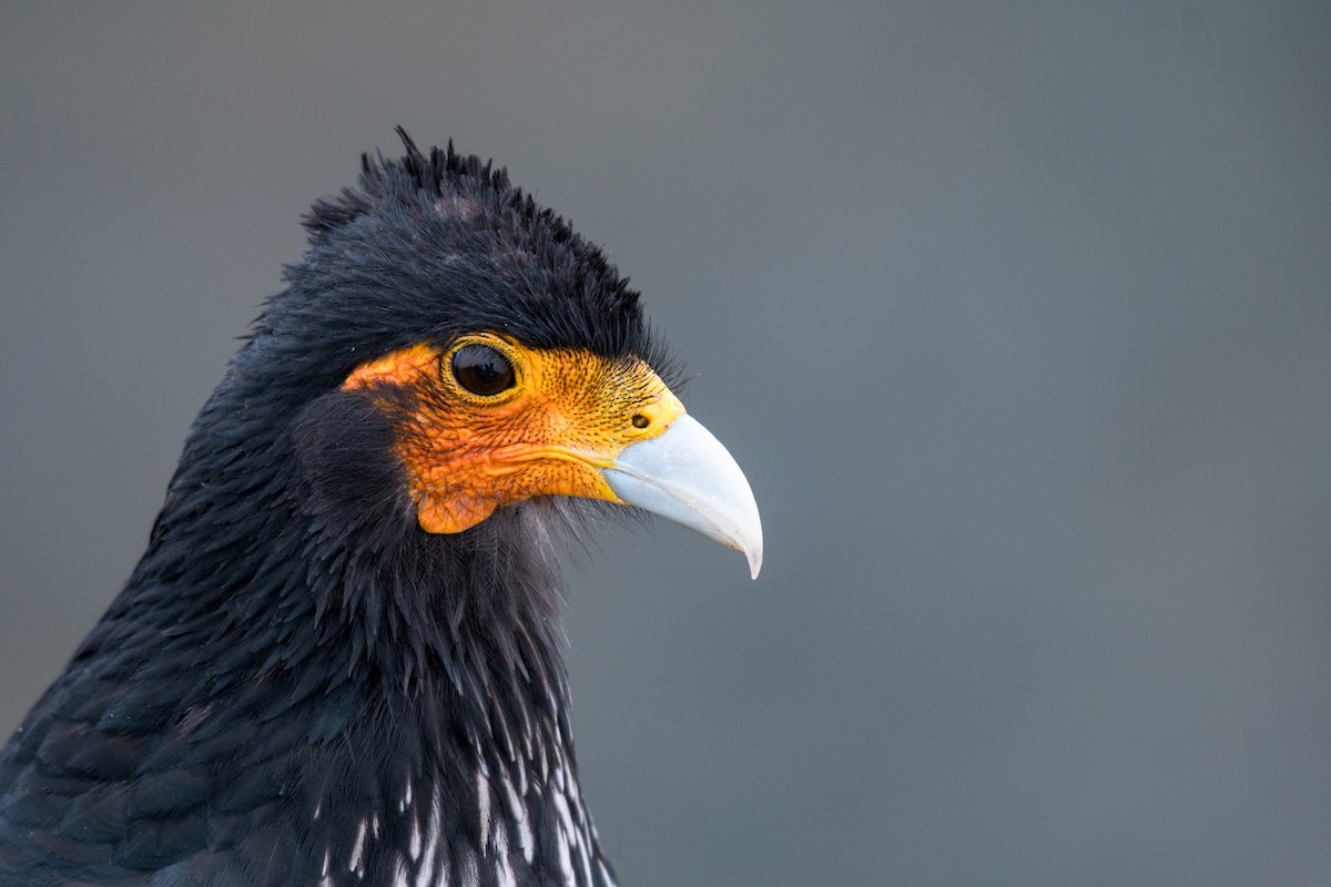 Carunculated Caracara - ML616324249