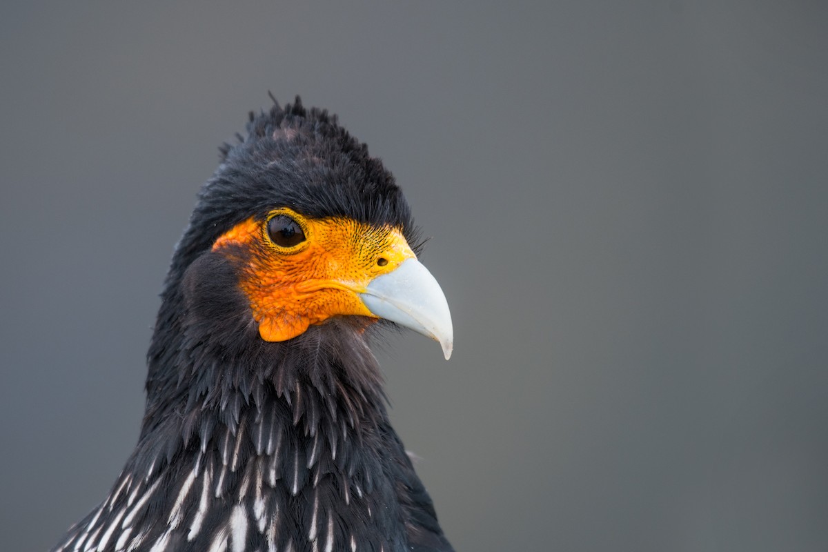 Carunculated Caracara - Ian Hearn