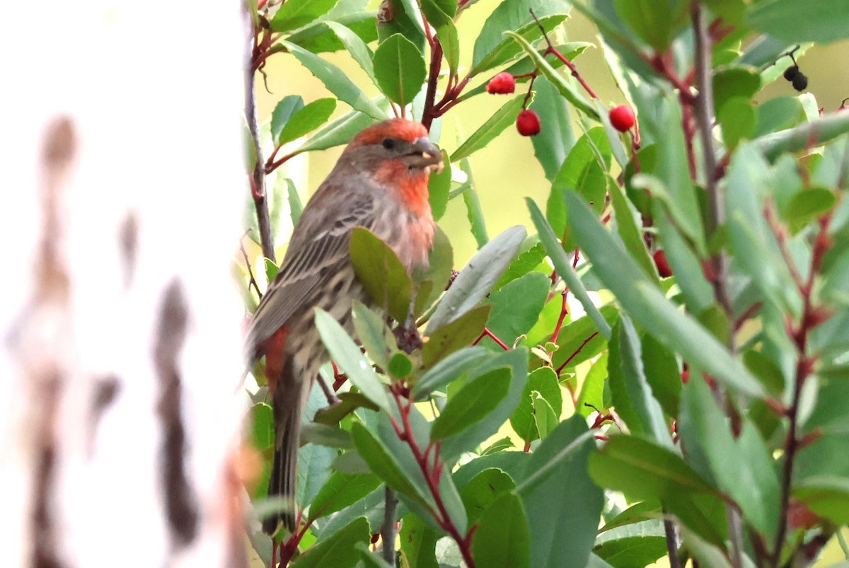 House Finch - Millie and Peter Thomas
