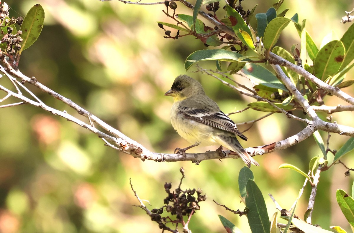 Lesser Goldfinch - Millie and Peter Thomas