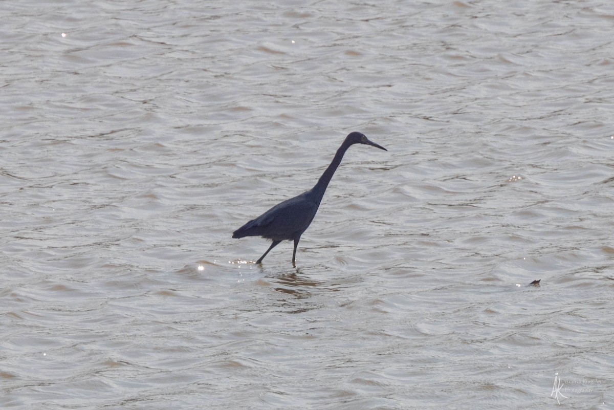 Little Blue Heron - Andrea Kingsley