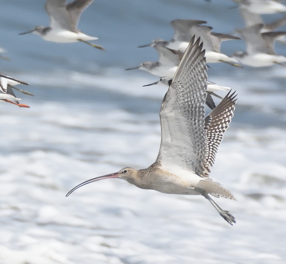 Eurasian Curlew - ML616324390