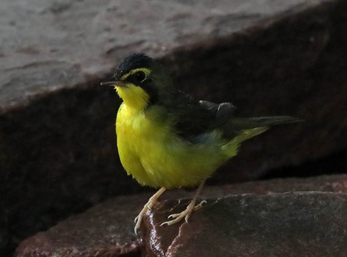 Kentucky Warbler - Elizabeth Winter