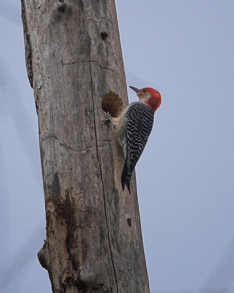 Red-bellied Woodpecker - ML616324415