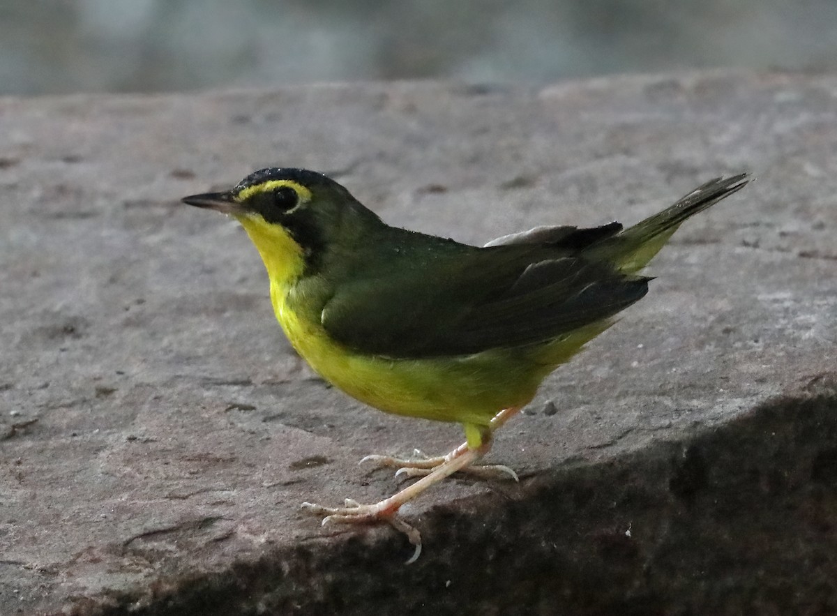 Kentucky Warbler - Elizabeth Winter