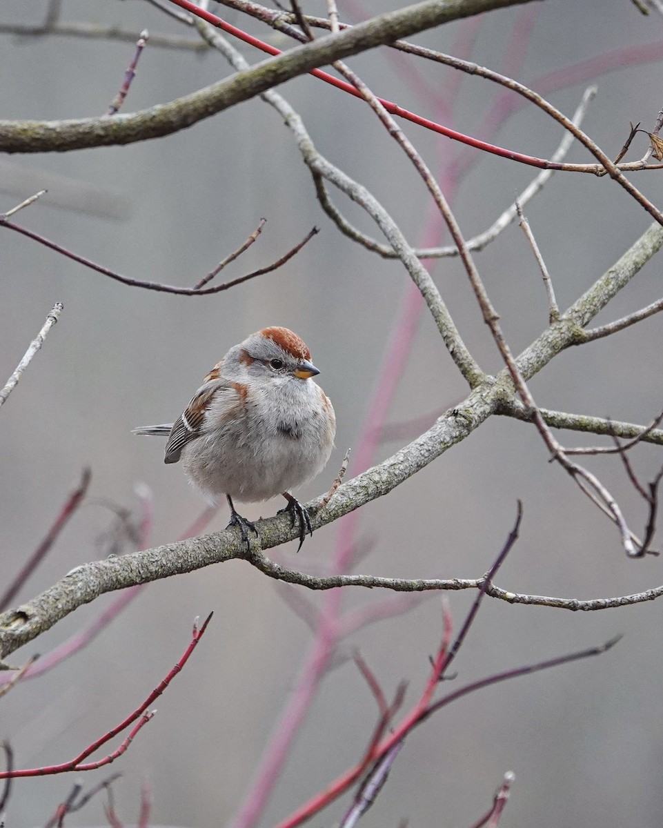 American Tree Sparrow - ML616324432