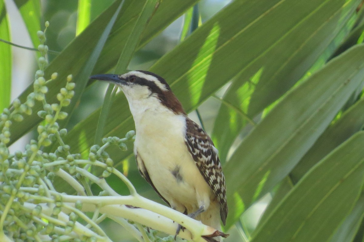 Rufous-naped Wren - ML616324445