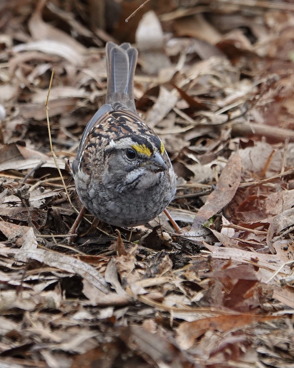 White-throated Sparrow - ML616324449