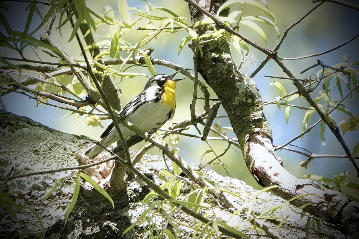 Paruline à gorge jaune - ML616324455