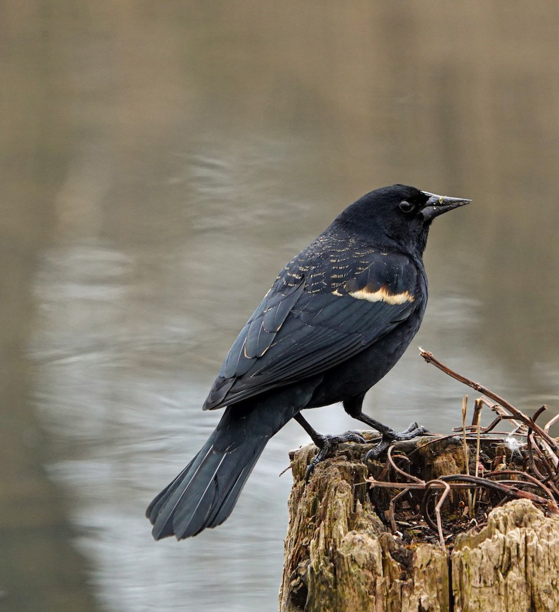 Red-winged Blackbird - ML616324464