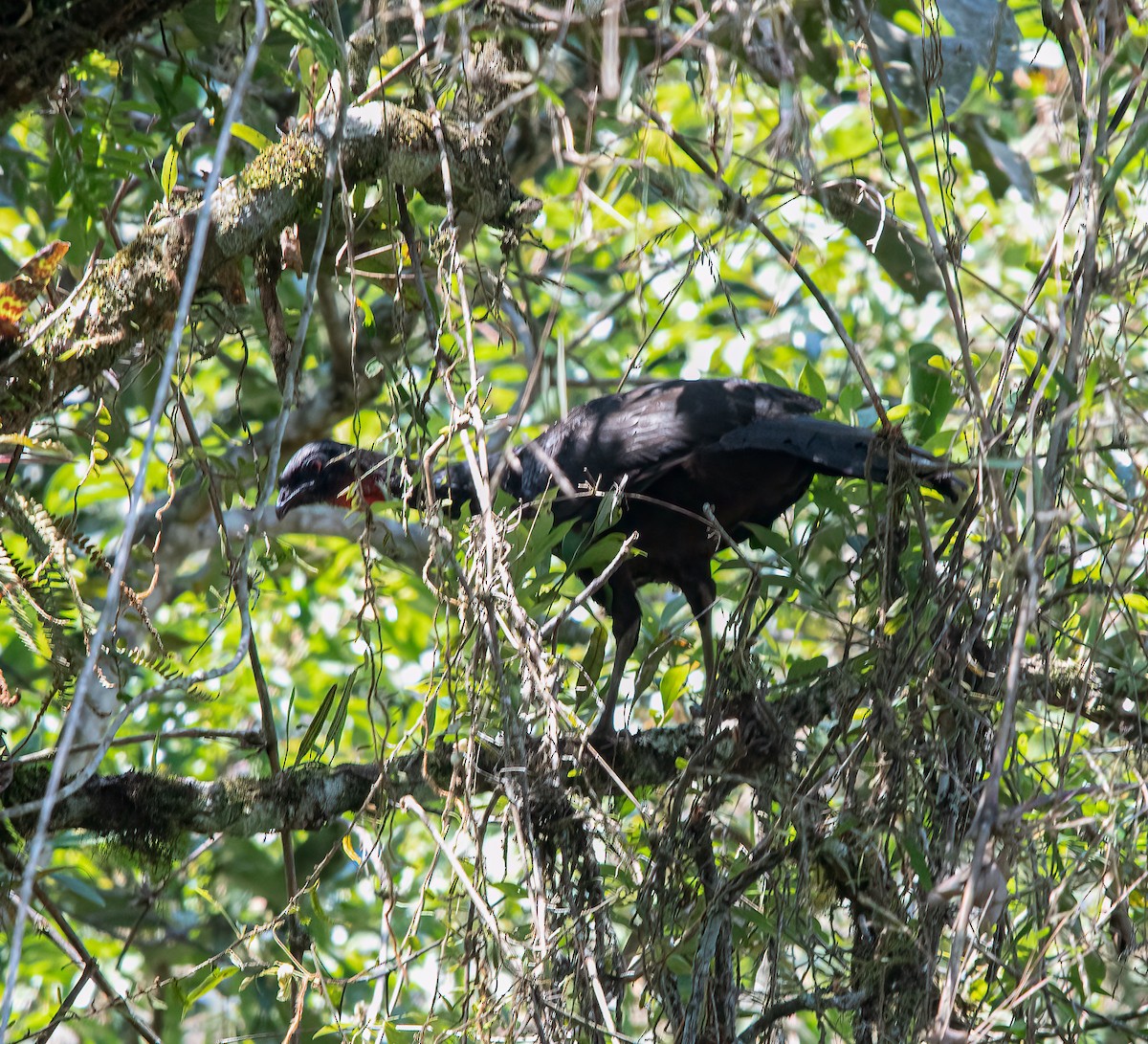 Dusky-legged Guan - ML616324485