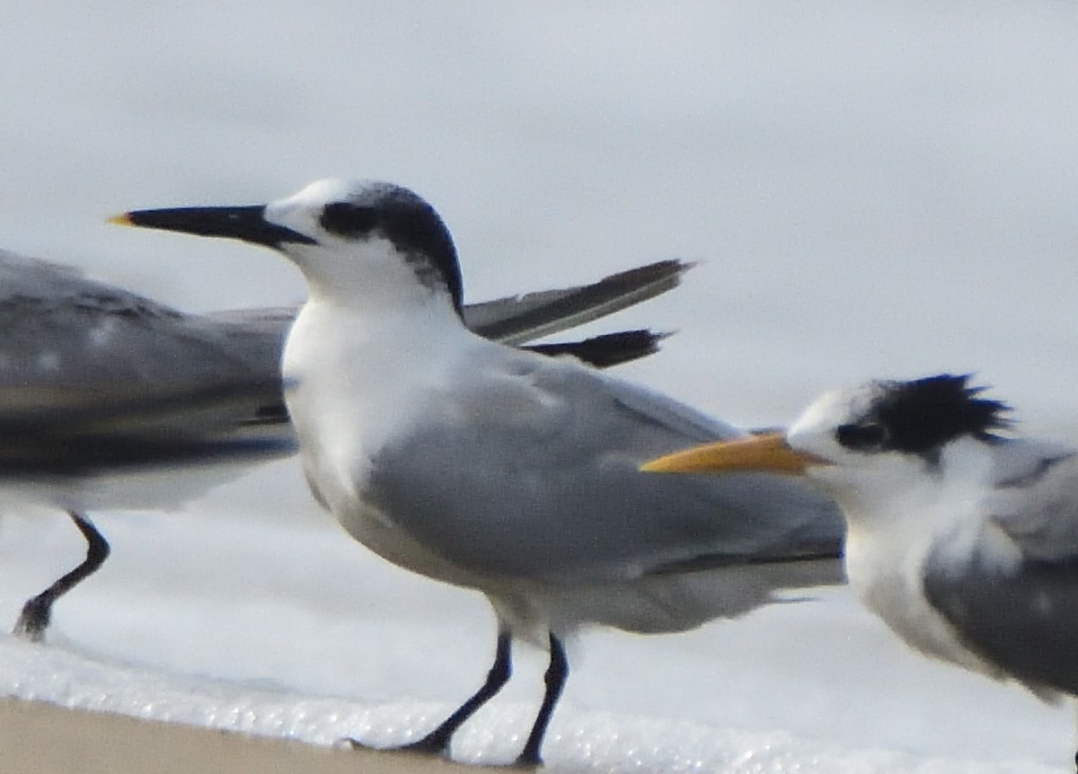 Sandwich Tern - Kiron Vijay