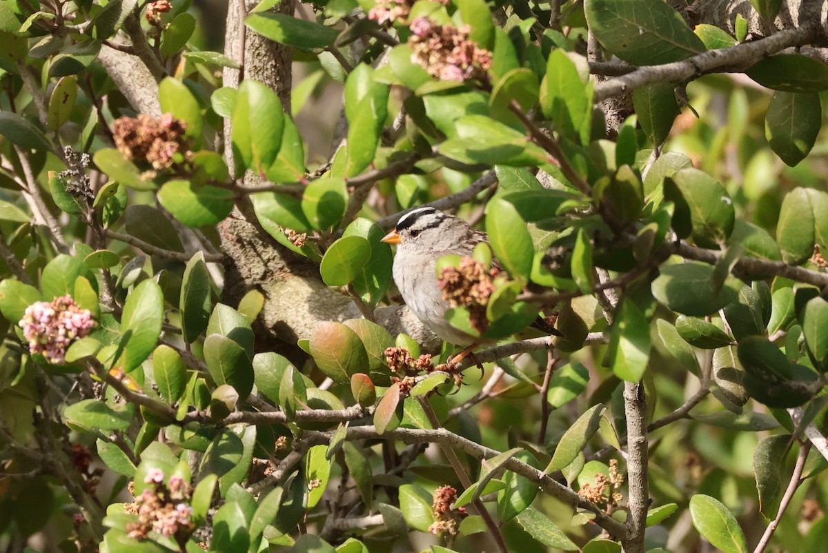 White-crowned Sparrow - ML616324488