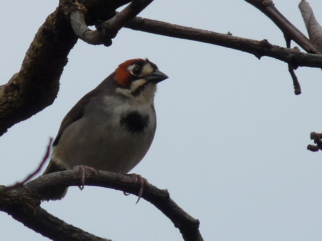 Cabanis's Ground-Sparrow - ML61632451