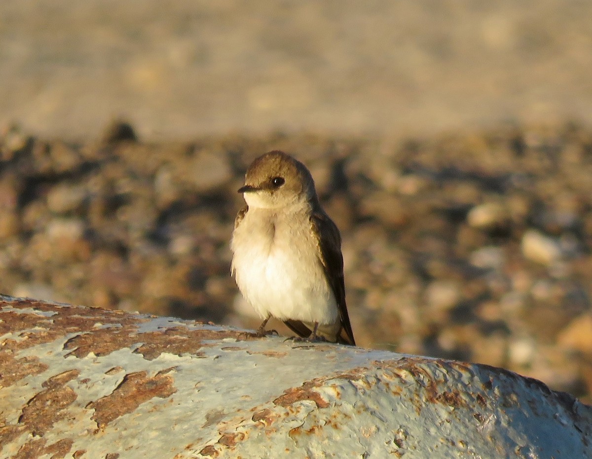 Northern Rough-winged Swallow - Mark A. Brogie