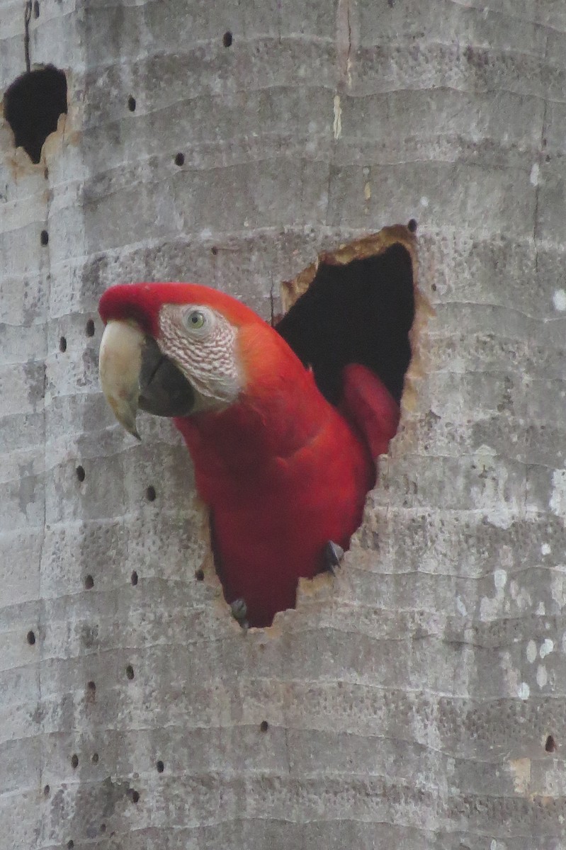 Scarlet Macaw - ML616324562