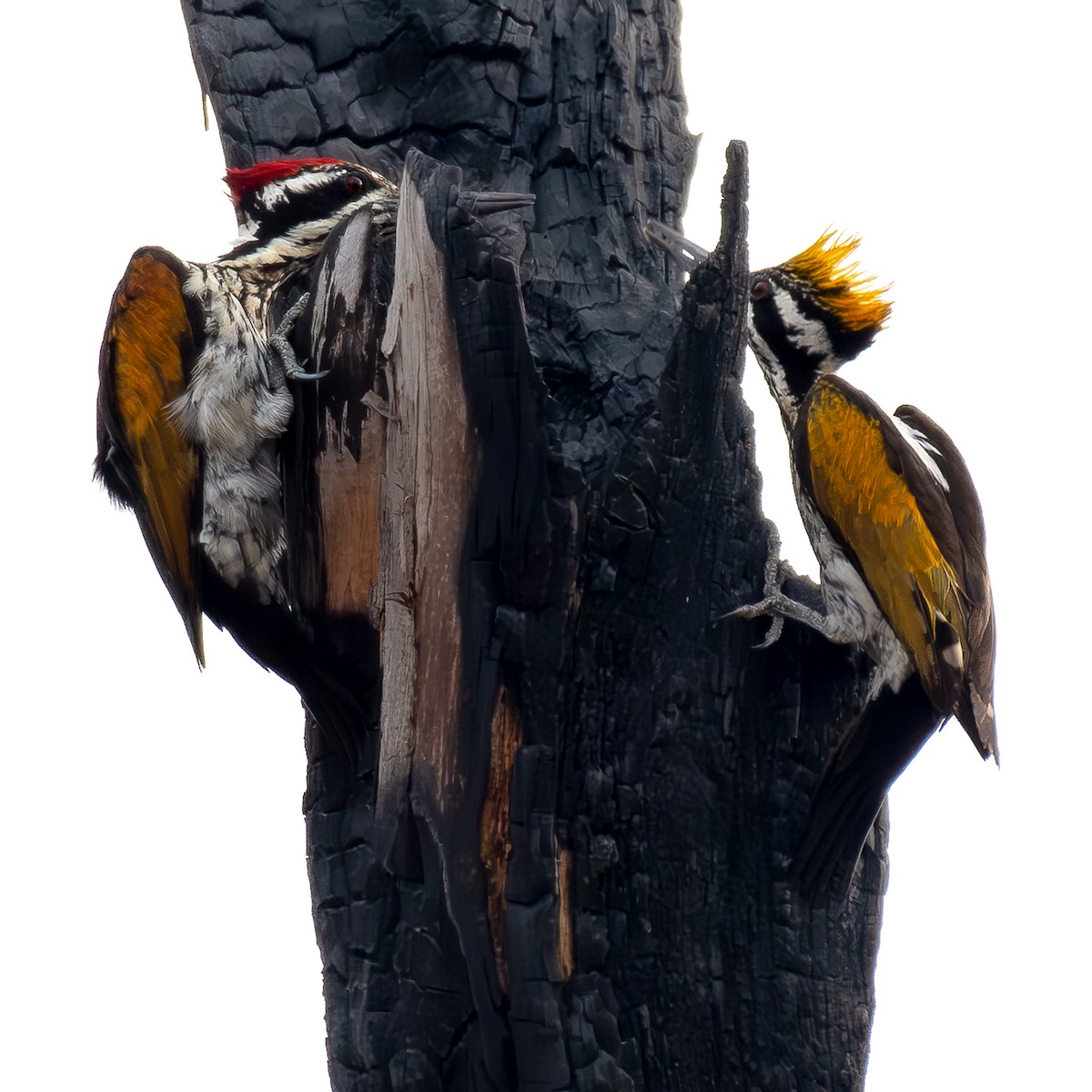White-naped Woodpecker - ML616324566