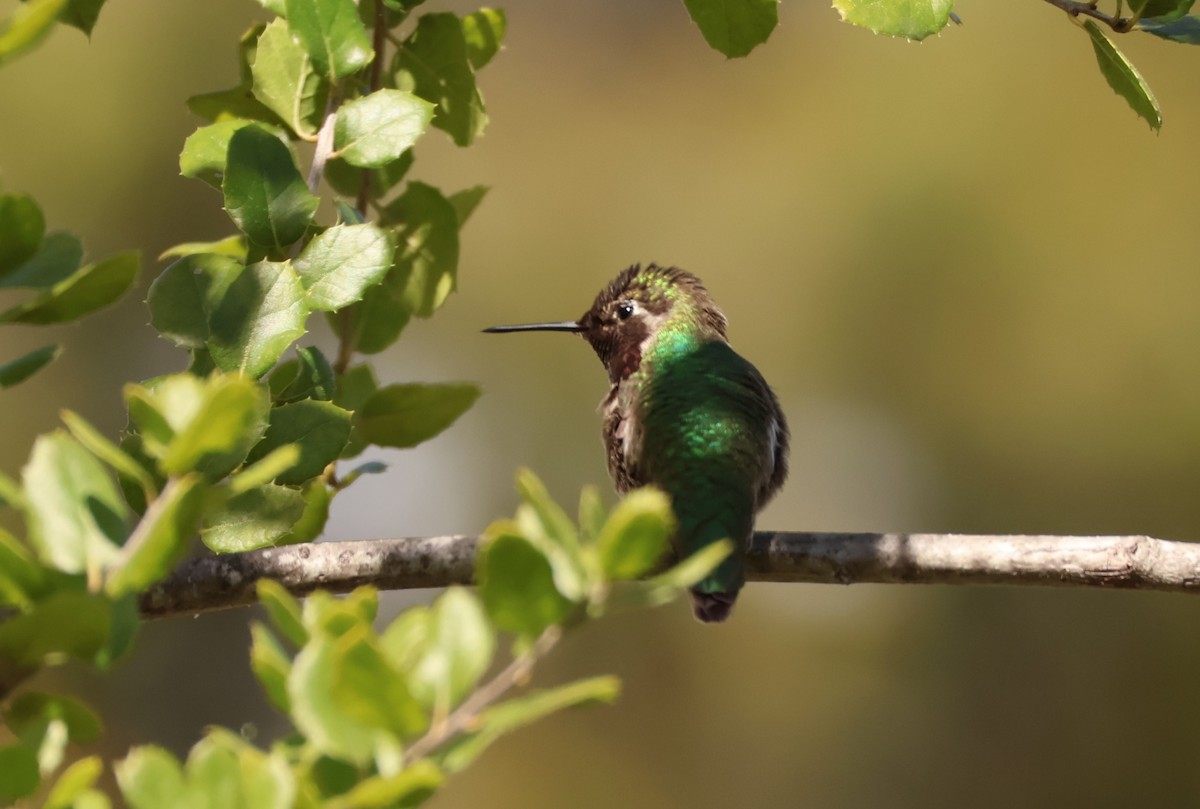 Anna's Hummingbird - ML616324573