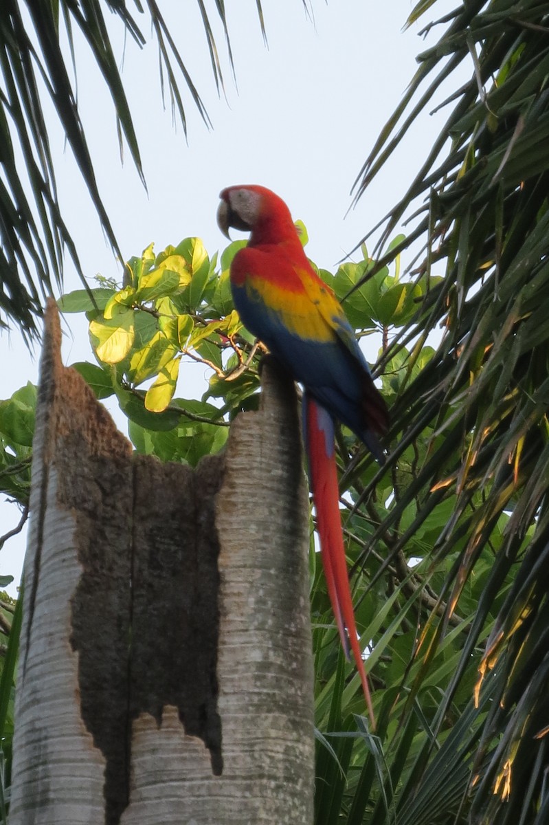 Scarlet Macaw - ML616324592