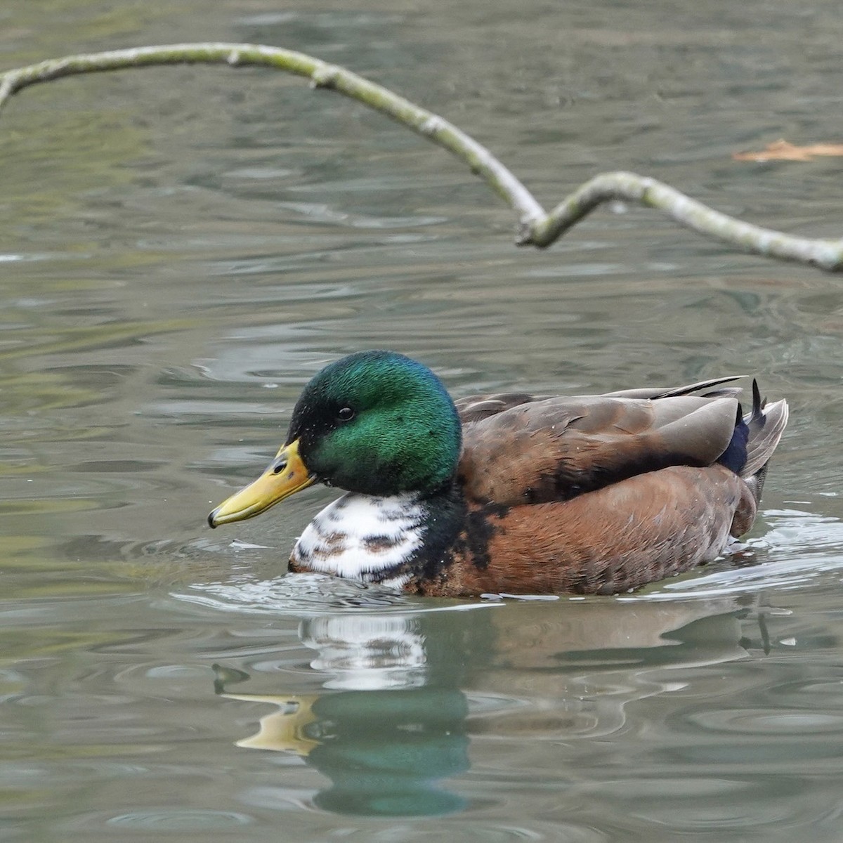 Mallard (Domestic type) - ML616324596