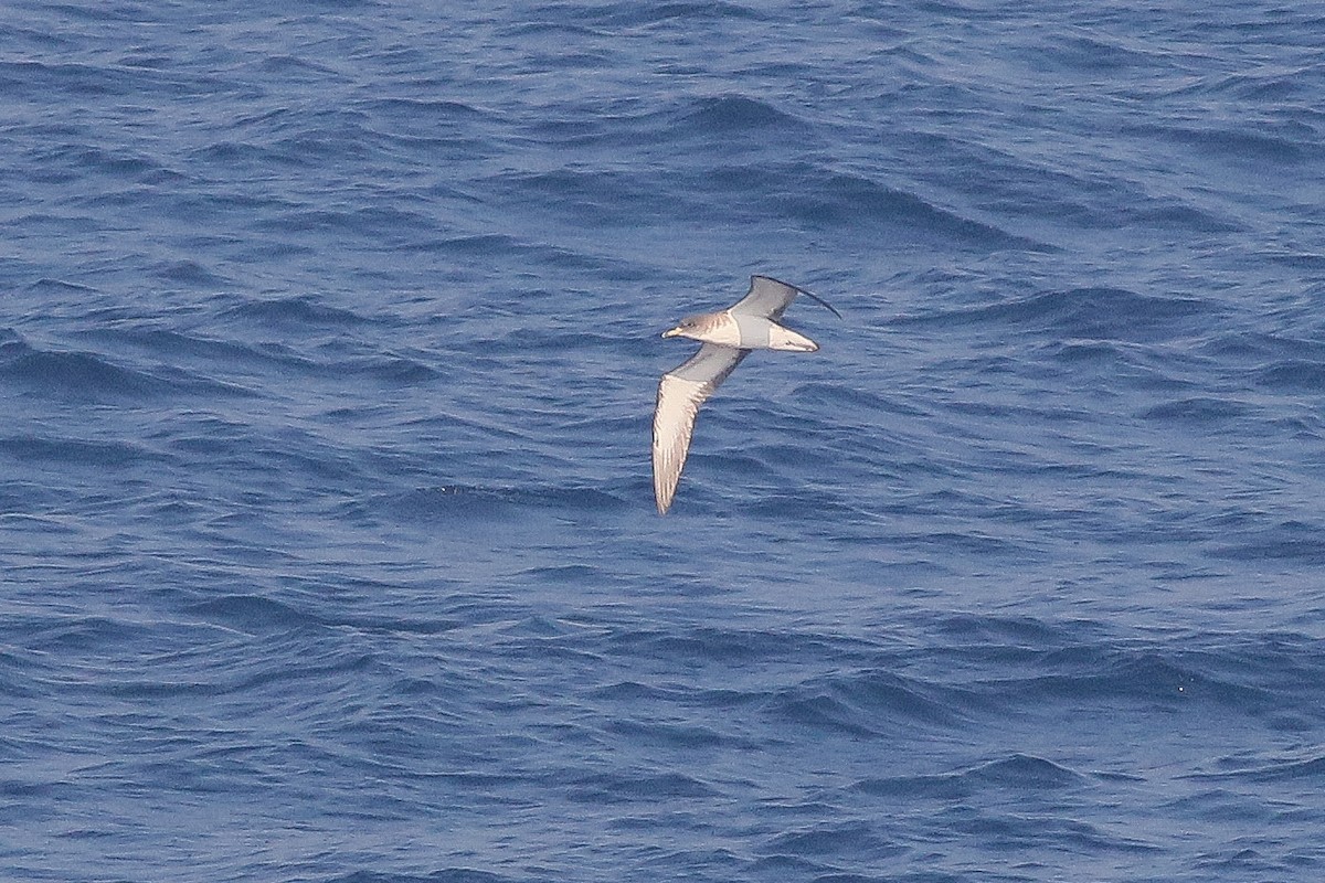 Cory's Shearwater - Tomasz Wilk