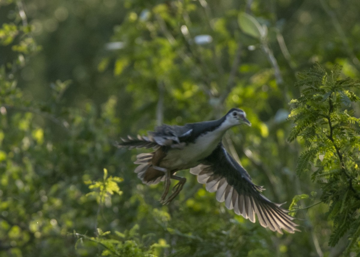 White-breasted Waterhen - ML616324653