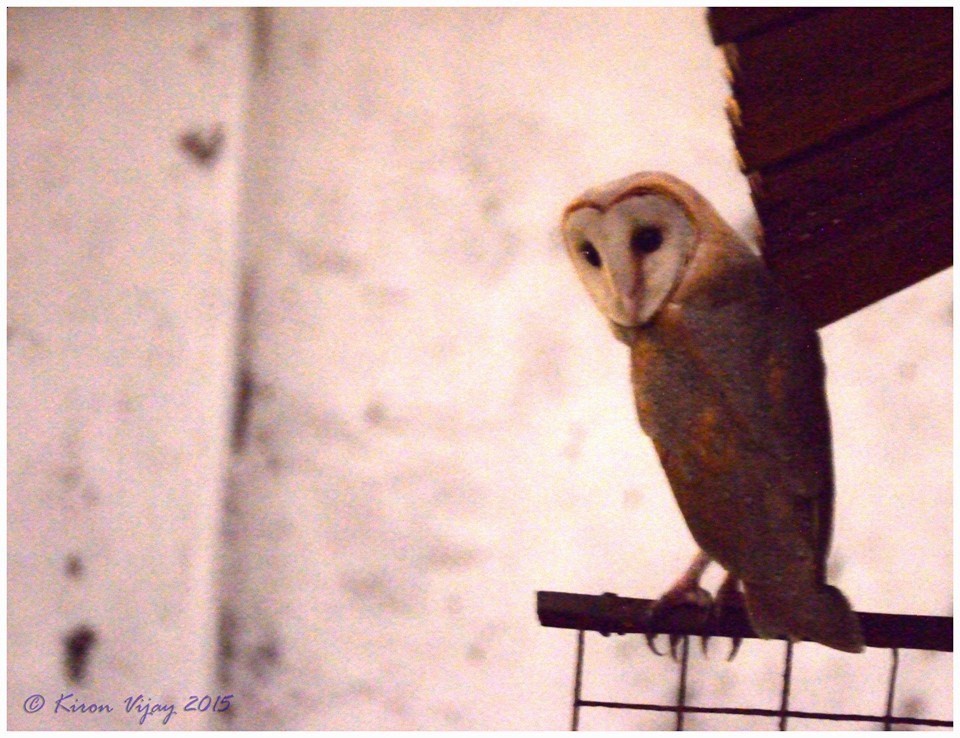 Barn Owl - ML616324654