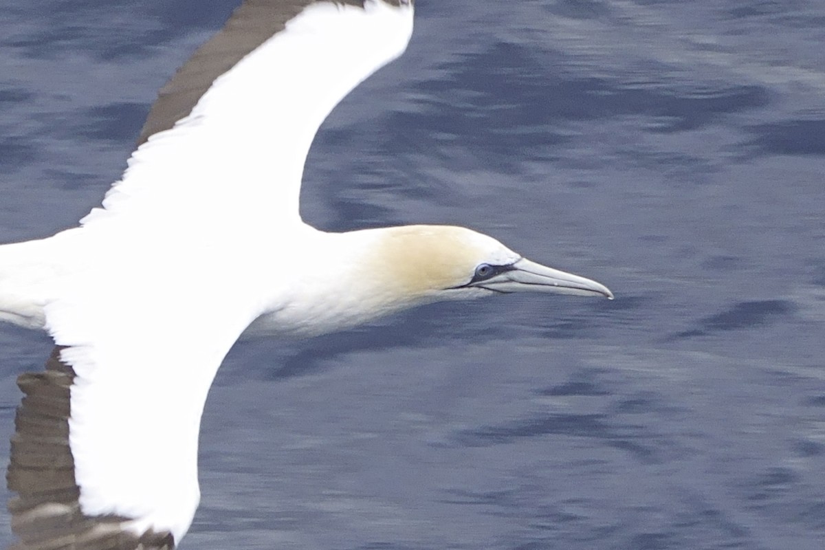 Australasian Gannet - ML616324675