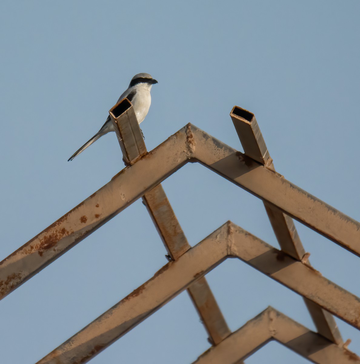 Great Gray Shrike (Arabian) - ML616324685