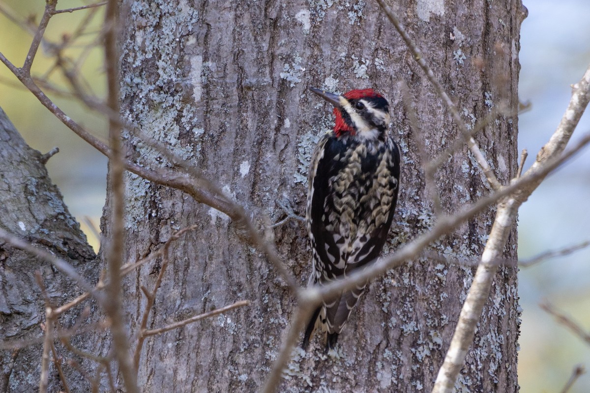 Yellow-bellied Sapsucker - ML616324687