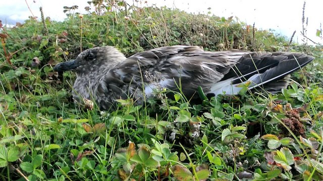 Great Skua - ML616324699