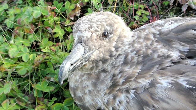 Great Skua - ML616324700