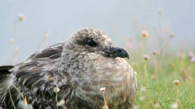 Great Skua - ML616324704