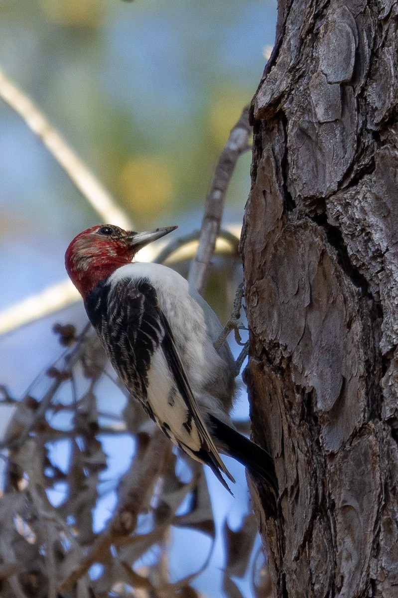 Red-headed Woodpecker - ML616324735