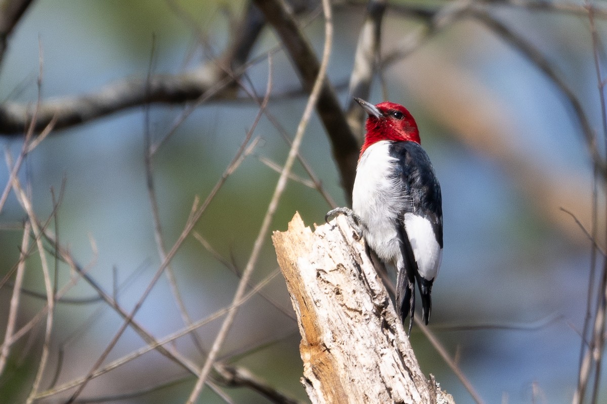 Red-headed Woodpecker - ML616324736