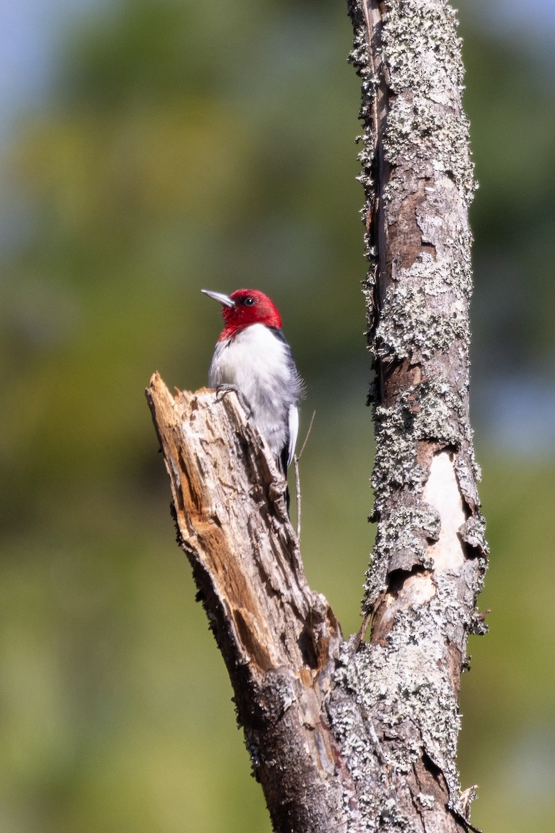 Red-headed Woodpecker - D Gamelin