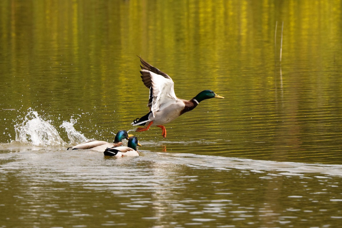 Canard colvert - ML616324741