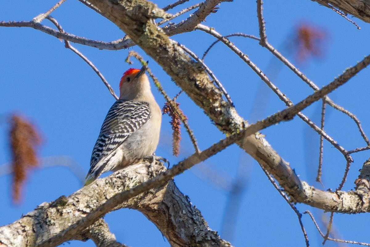 Red-bellied Woodpecker - ML616324747