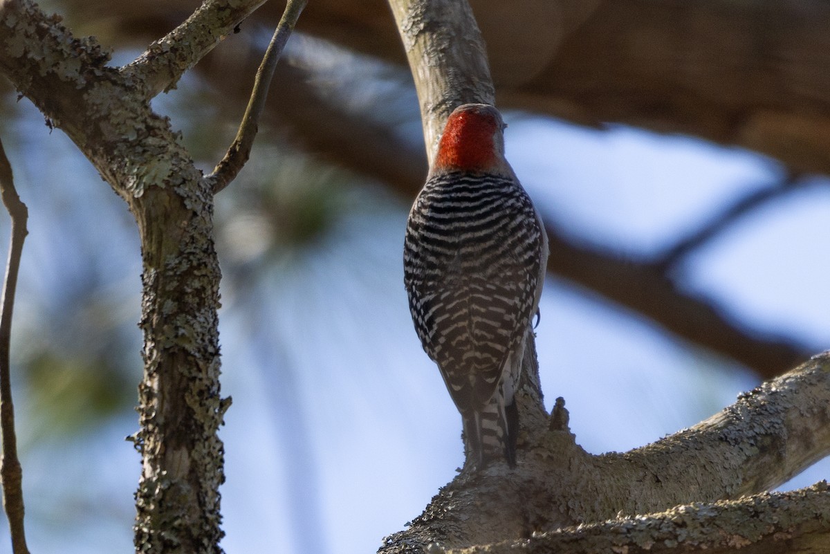 Red-bellied Woodpecker - ML616324748