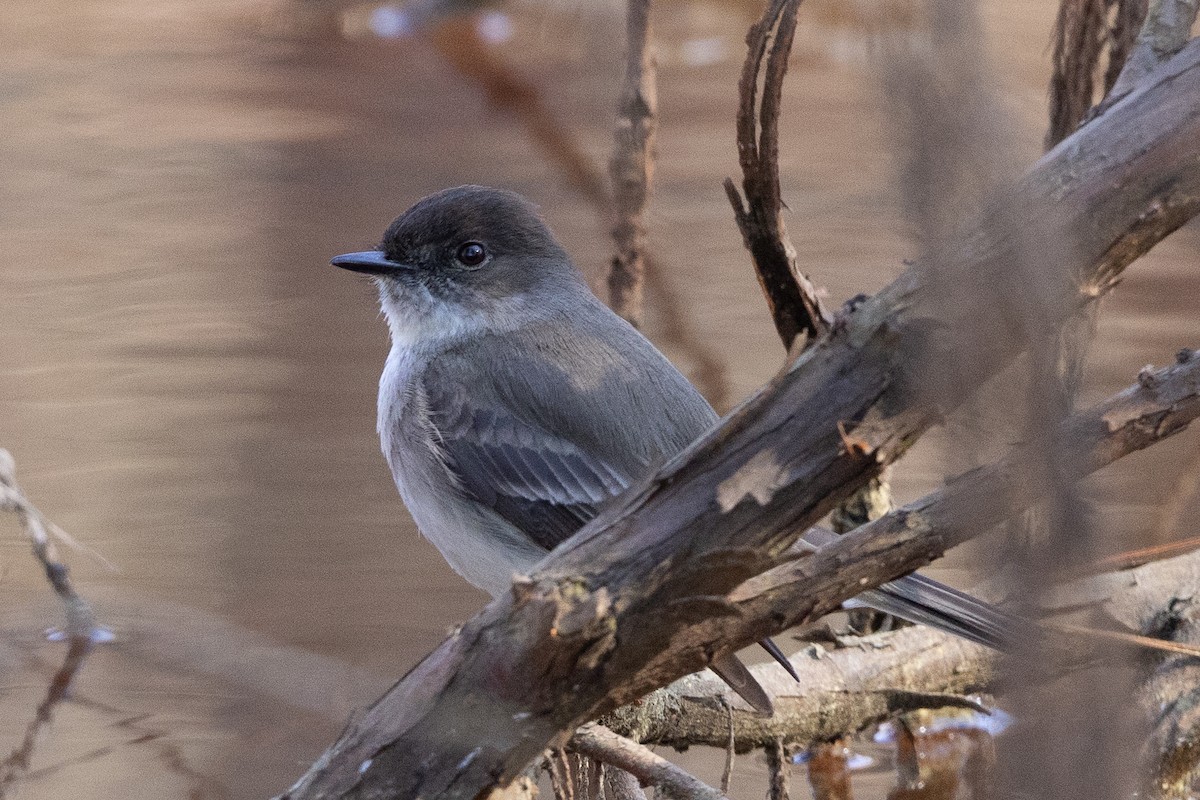 Eastern Phoebe - ML616324762