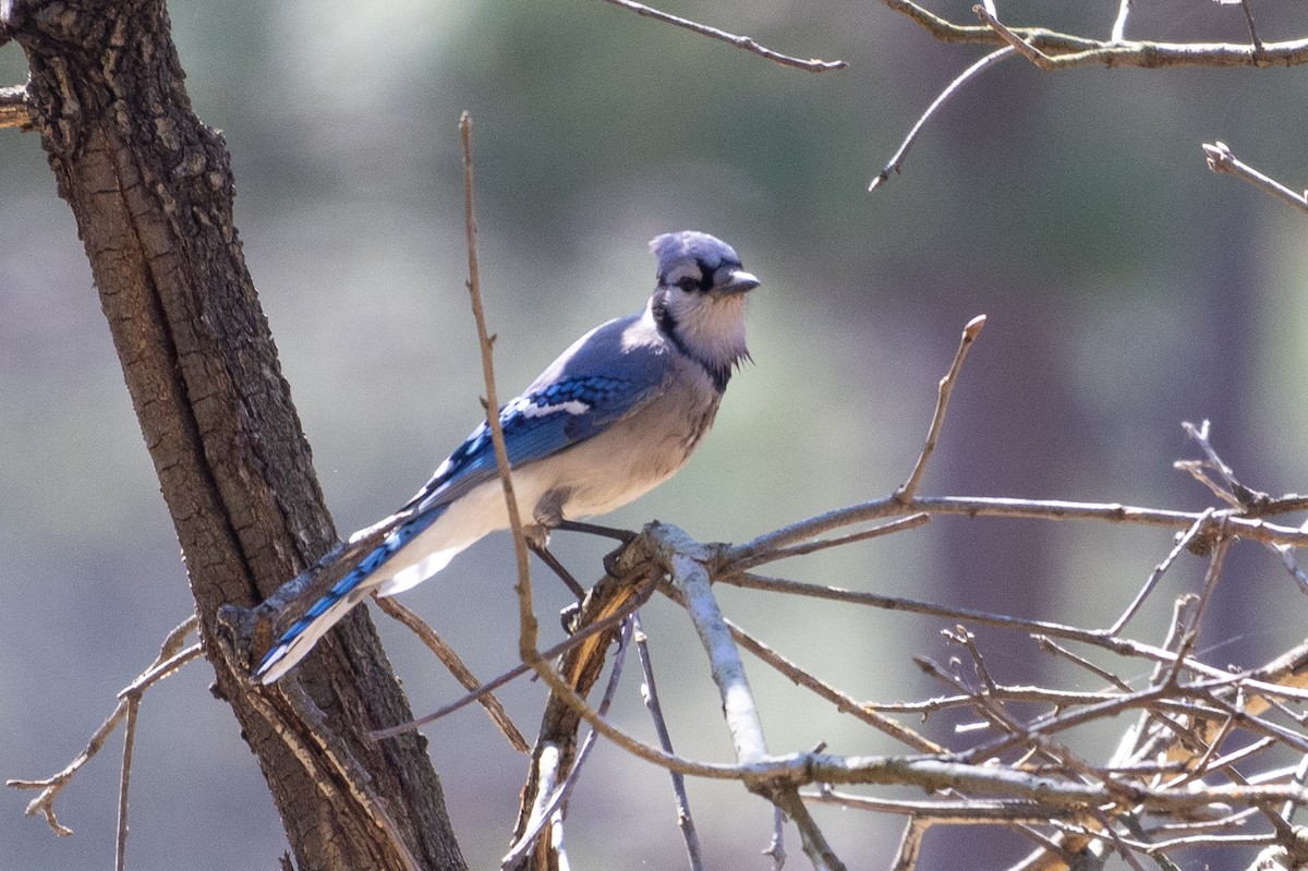 Blue Jay - ML616324765