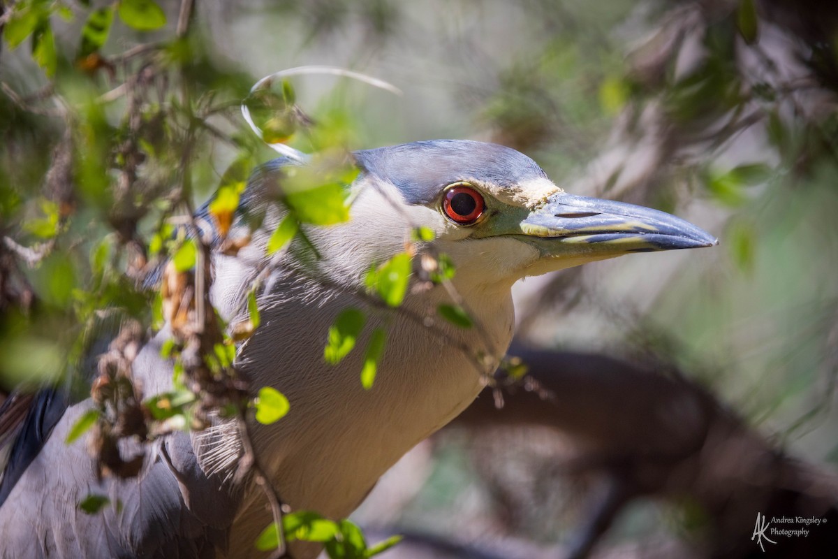 Black-crowned Night Heron - Andrea Kingsley