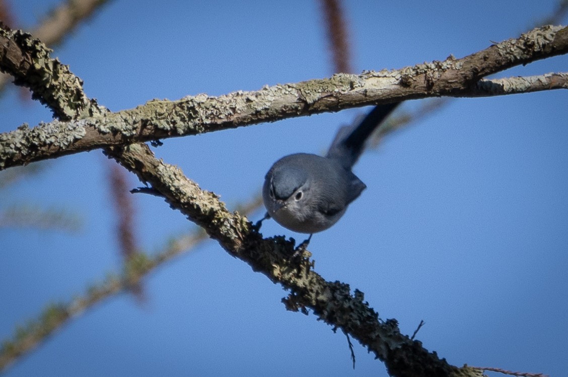 Blue-gray Gnatcatcher - ML616324781