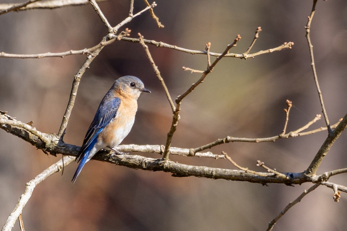 Eastern Bluebird - ML616324783