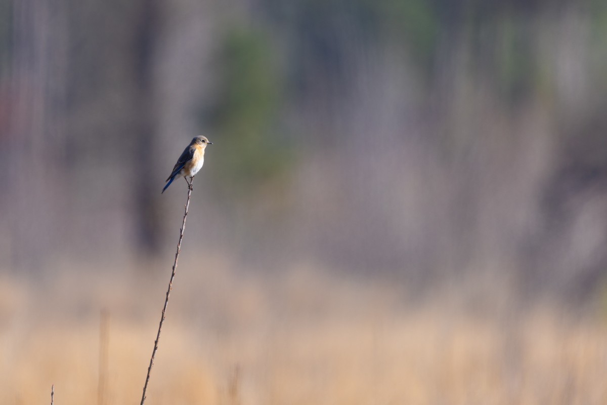 Eastern Bluebird - ML616324784