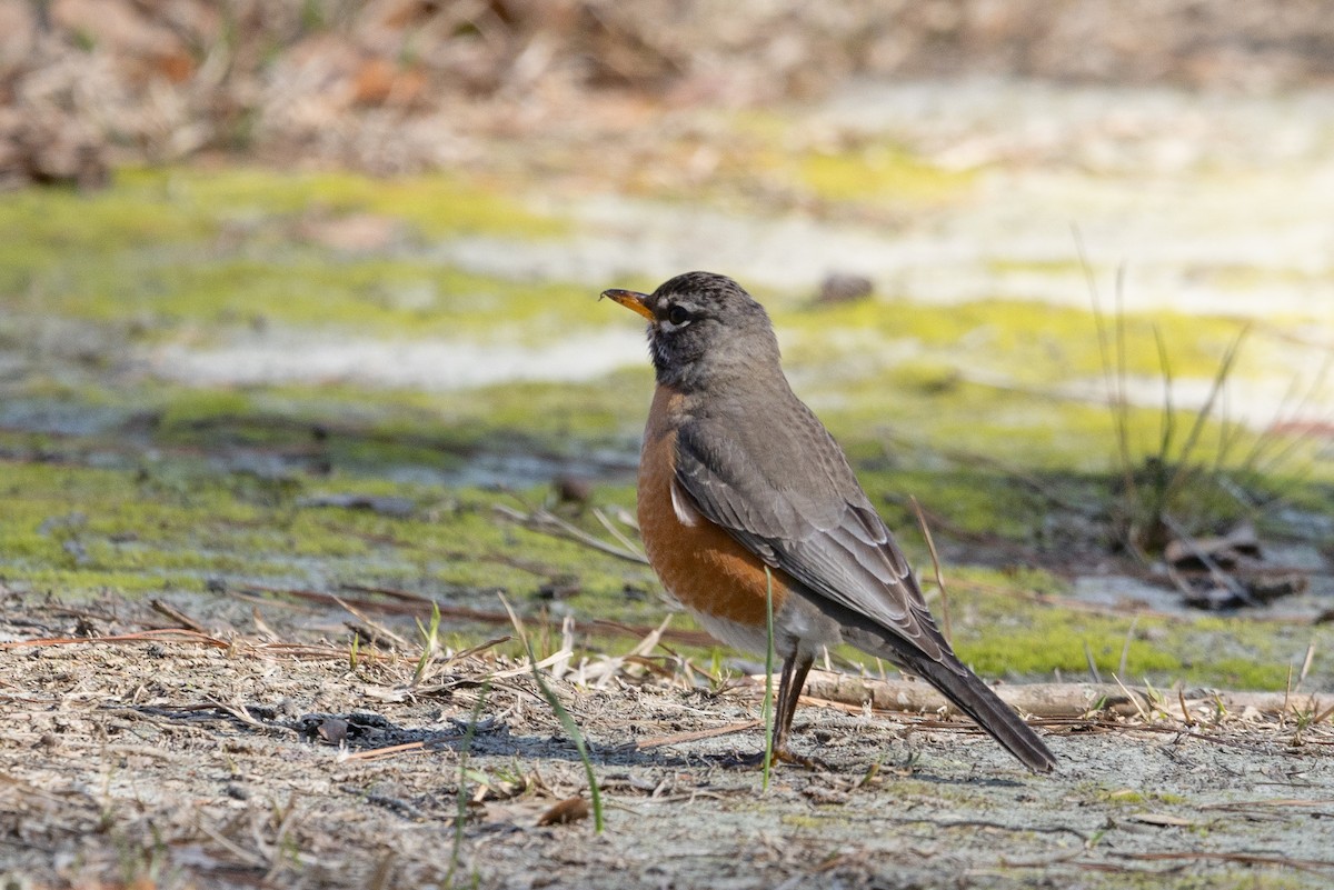 American Robin - ML616324786