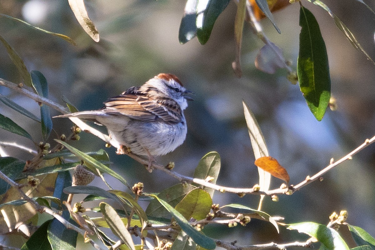 Chipping Sparrow - ML616324787