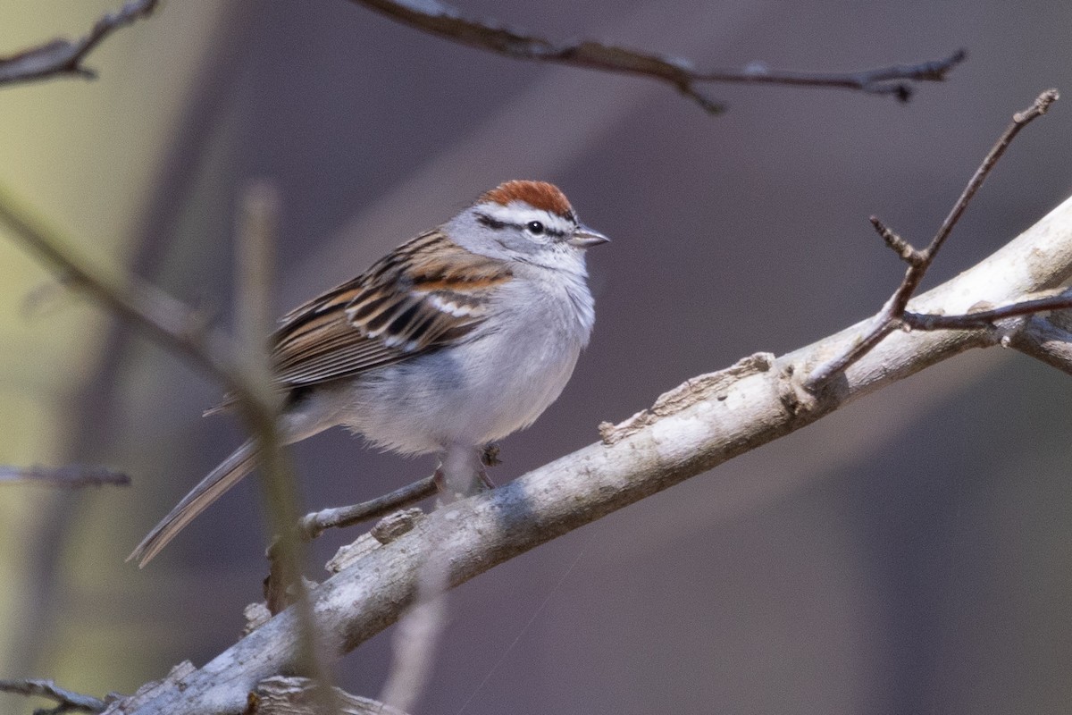 Chipping Sparrow - ML616324789