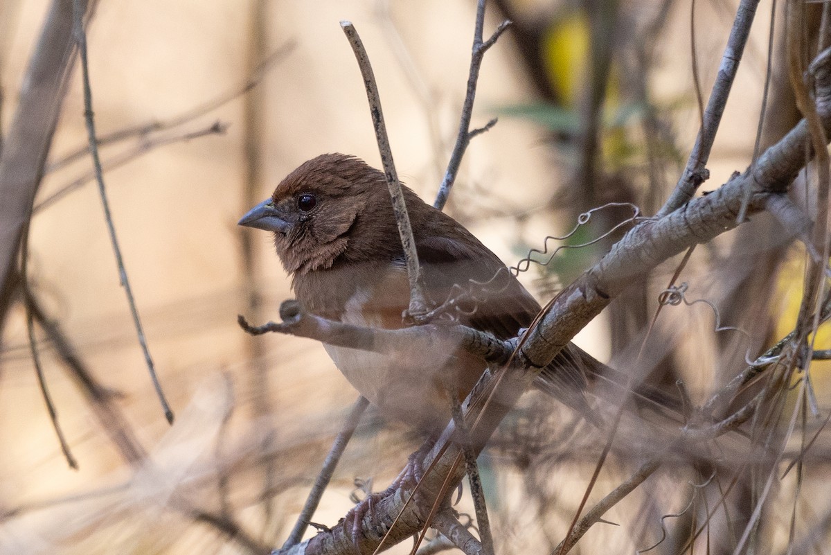 Eastern Towhee - ML616324792